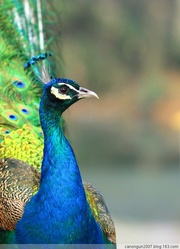 ȸ