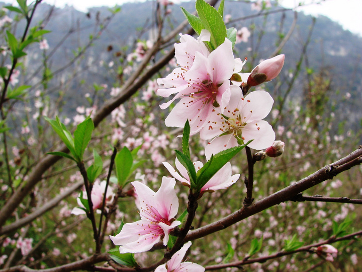 二月桃花