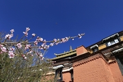 人间四月，山寺桃花（扎什伦布寺）