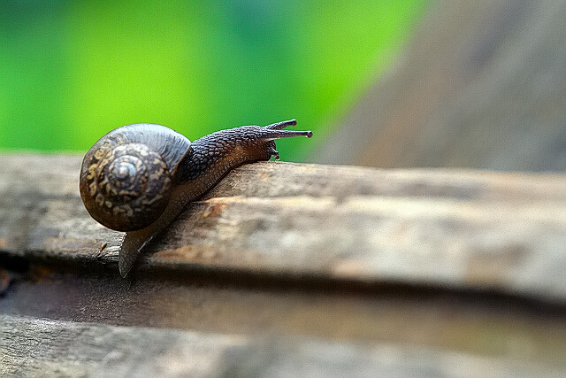 漫步的蜗牛