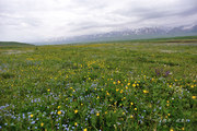 一家老小游新疆·那拉提空中草原的野花