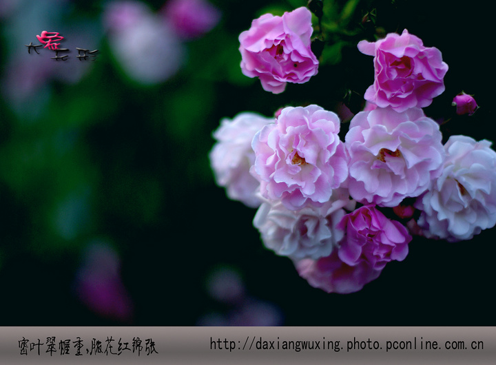 Ǿޱ