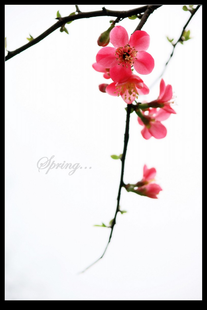 【海棠.迎春】花
