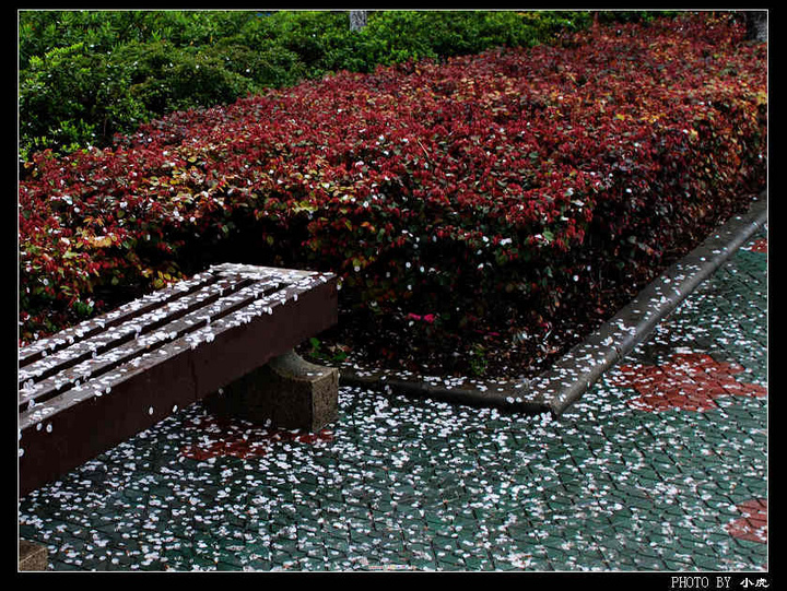 花瓣雨
