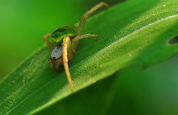 绿腹猎人蛛图片