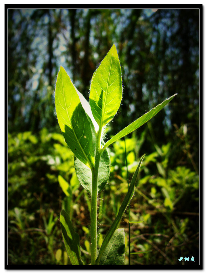 【蓝天白云芳草地摄影图片】宝鸡生态摄影