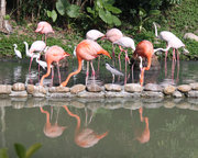 Flamingo