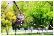 专题花卉——紫藤与芍药