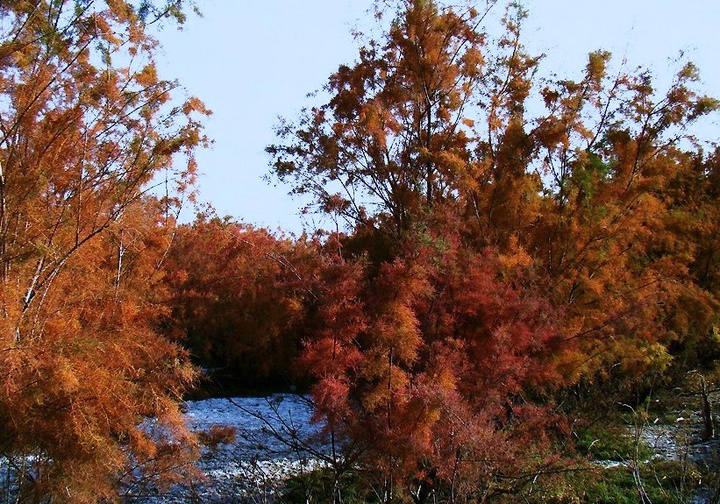 黄河红柳园图片