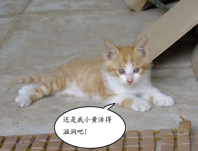 【流浪猫一家的幸福生活摄影图片】北京生态摄