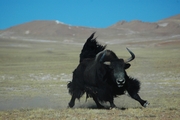 西藏野生动物