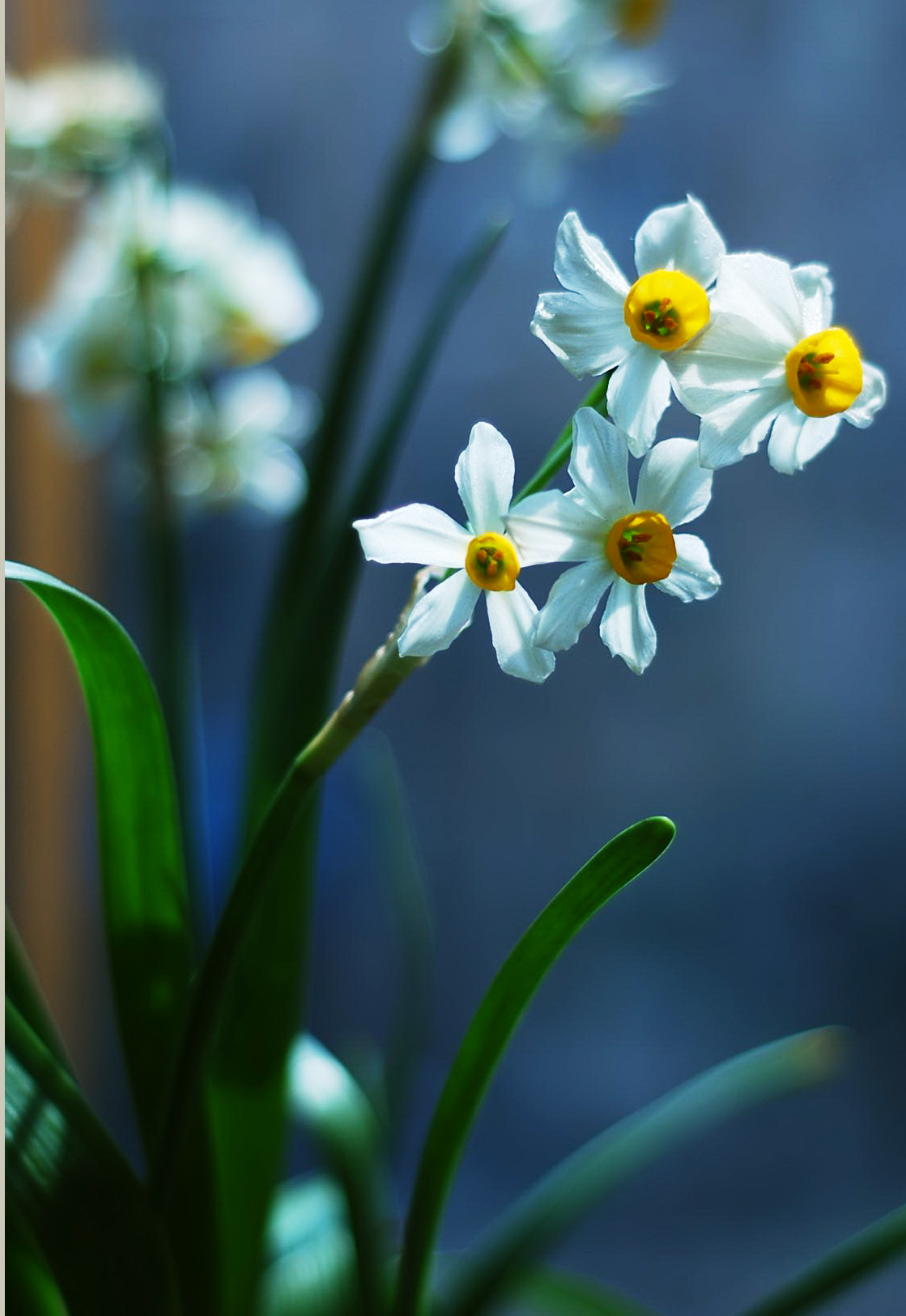 水仙花图片竖屏图片