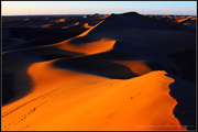 大漠驼影