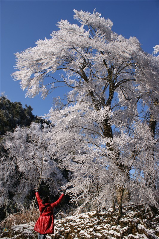 玉树琼花漫山开图片