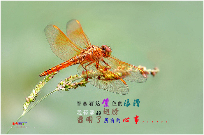 ΢.ݲ