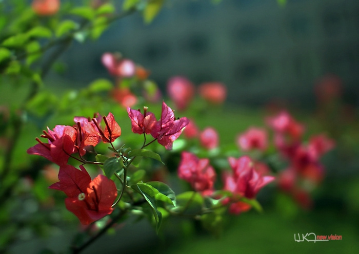 漳州大学校园风光