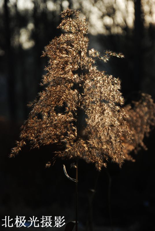 Ƭ