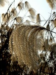 阳光、微风和芦苇