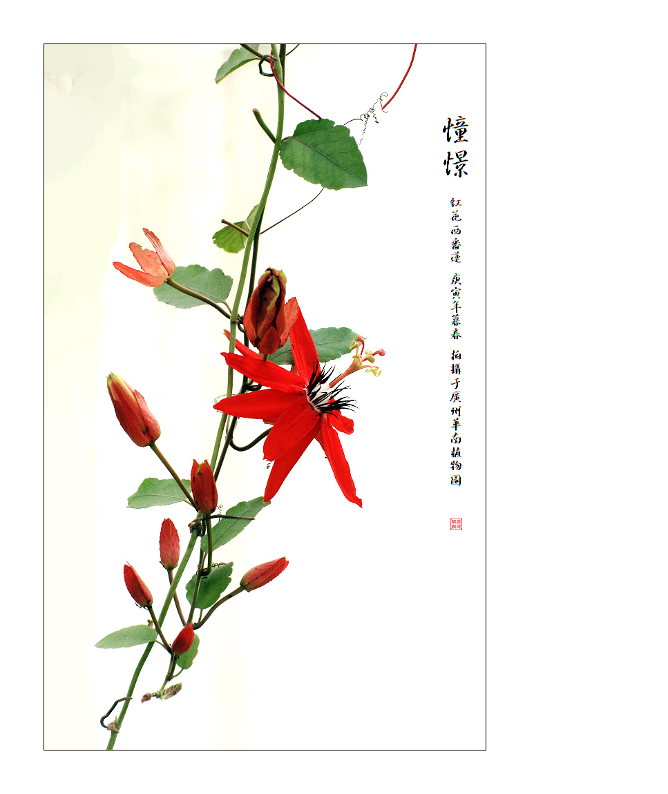 红花西番莲工笔图片