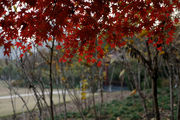 ʡ SONY SAL50mmF1.4