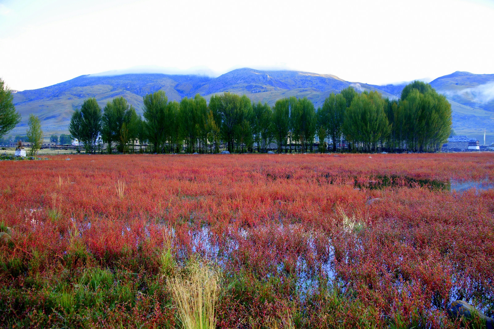 稻城桑堆红草滩图片