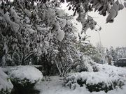 2009һѩ