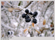 the white,the sad..