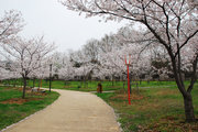 武汉东湖樱花节---１