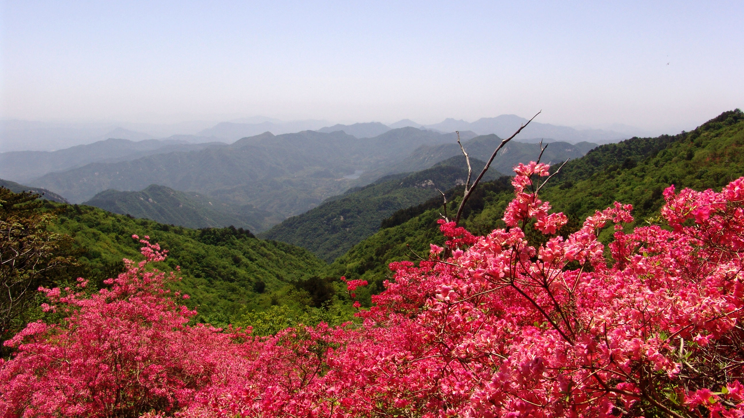 2021年麻城杜鹃花图片