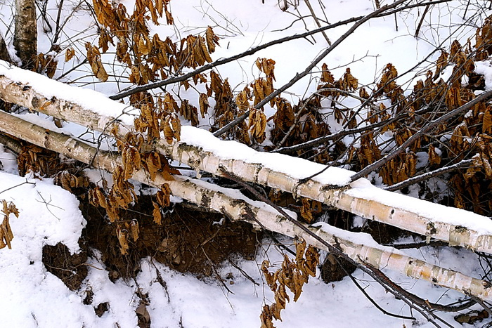 斯诺克即时比分雪缘网【雪缘网】