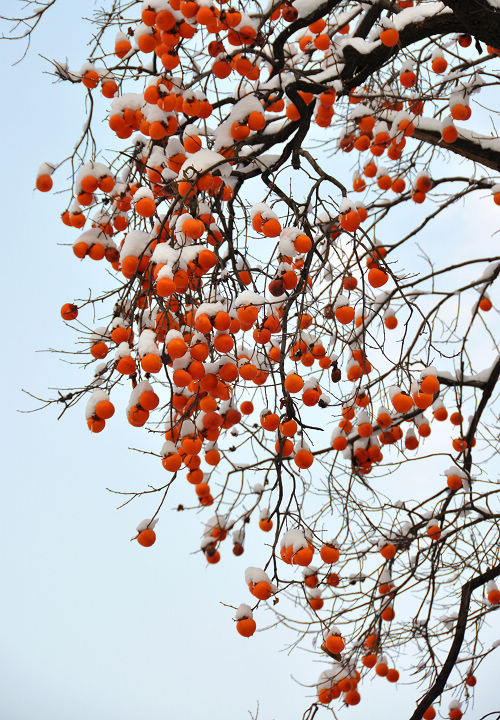 2009ĵһѩ