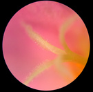 һ΢µͼƬ