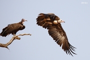 猛禽系列之头巾兀鹫