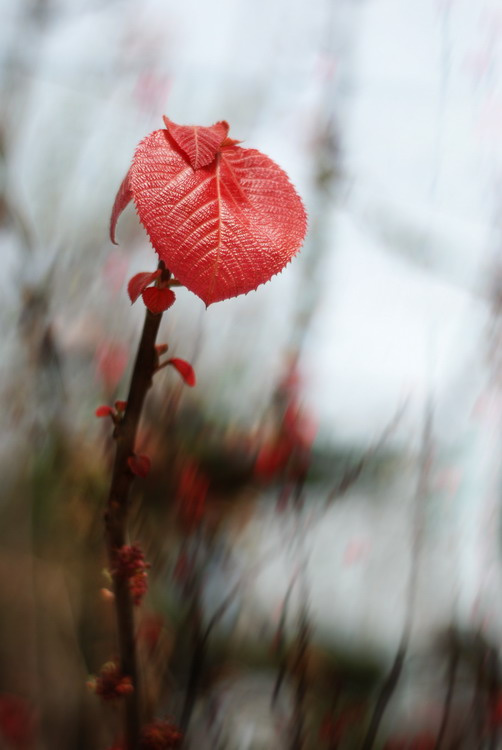 ˼ĺҶ