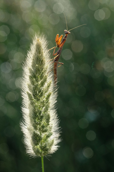 ʿXF 80mm F2.8 R LM OIS WRͼ