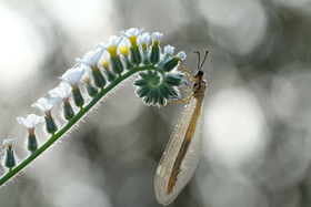 ʿXF 80mm F2.8 R LM OIS WR