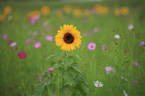 腾龙70-210mm F4 Di VC USD