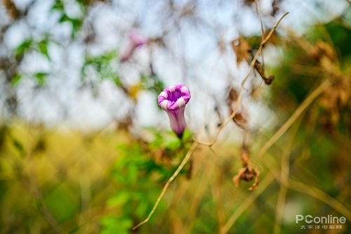 尼康尼克尔 Z 24mm f/1.8 S