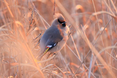 佳能RF 800mm F11 IS STM