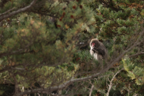 佳能RF 400mm F2.8 L IS USM