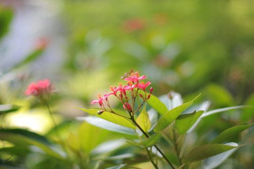 尼康AF-S 50mm f/1.4G