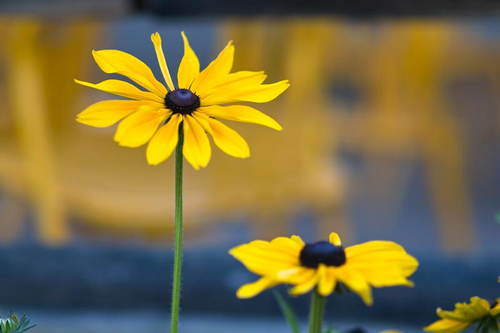 适马85mm F1.4 EX DG HSM