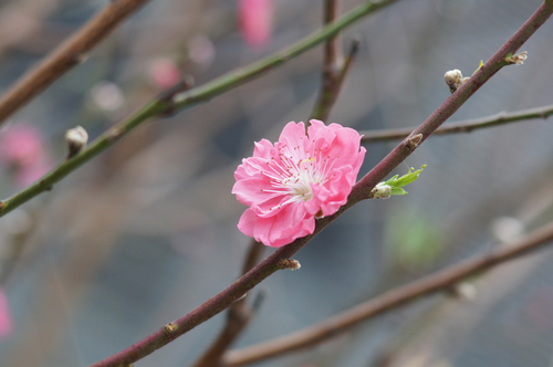 索尼85mm F2.8 SAM