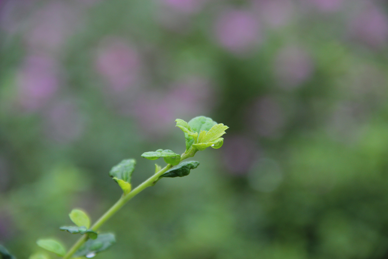 60D׻(18-135mm)ͼ