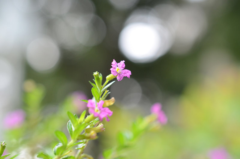 ῵40mm f/2.8G ΢ͼ