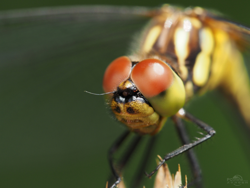 ְ˹60mm F2.8 Marcoͼ