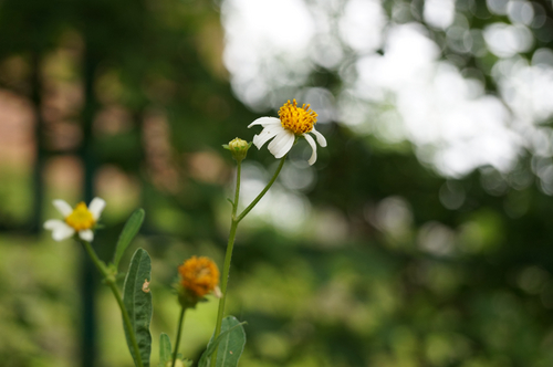 索尼A37双头套机(18-55mm,55-200mm)