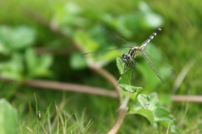 650D׻(18-135mm STM)ͼ