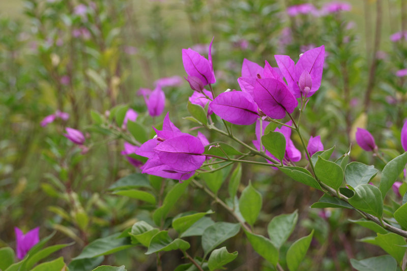 EOS-M׻(18-55mm)ͼ