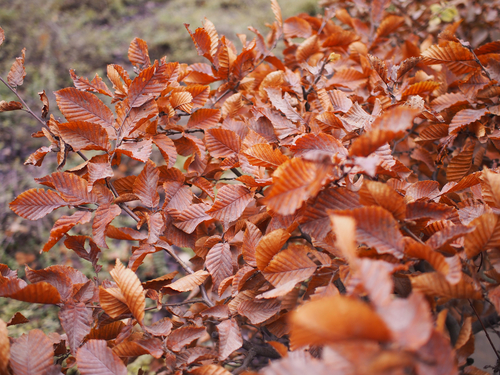 奥林巴斯17mm f/1.8